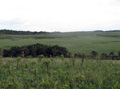 Campo humedo y bosque de galeria, meseta de la Serrania de Huanchaca